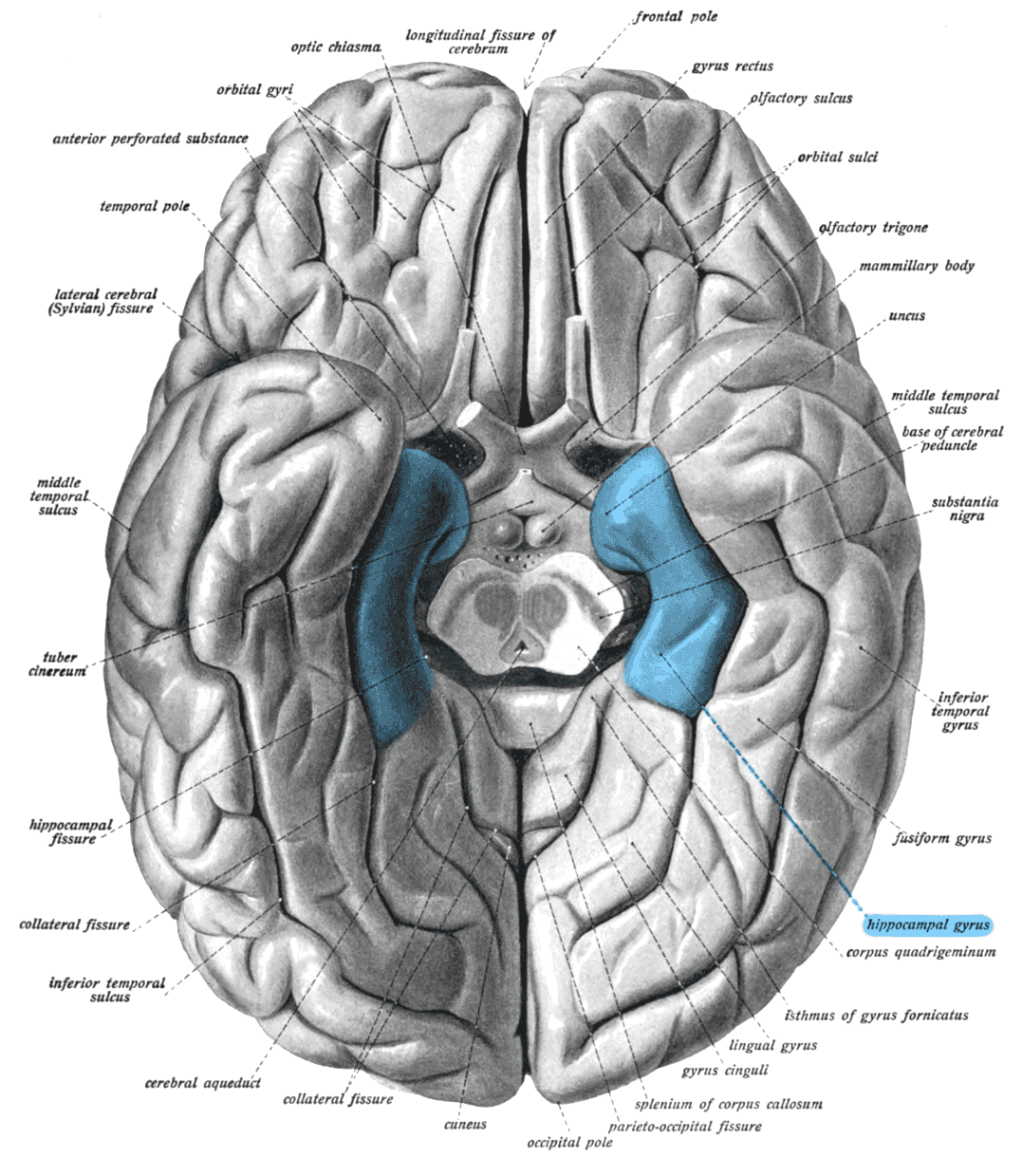 Parahippo ventral brain